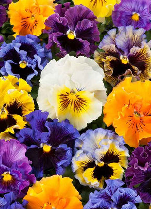 Pansy Seeds - Frizzle Sizzle Mix