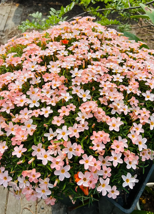 Multicolor Oxalis Seeds
