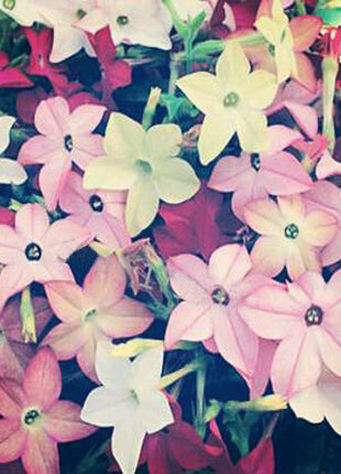 Nicotiana Alata Seeds