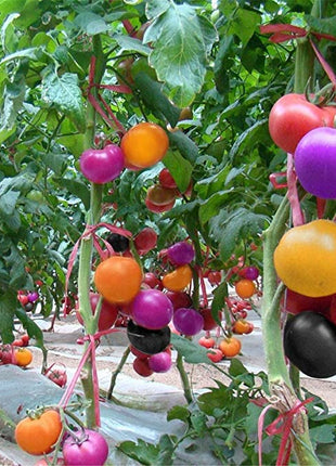 Rainbow Tomato Seeds