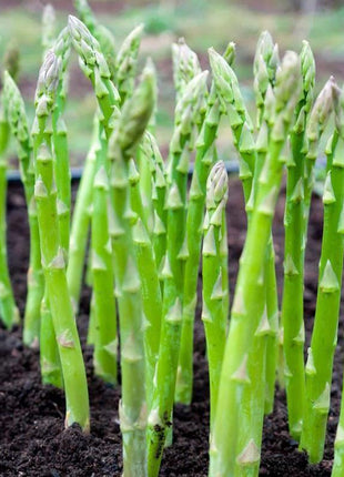 Asparagus Crowns Millennium