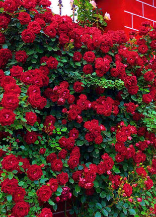 Rosa Banksiae Aiton Seeds