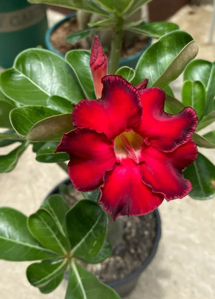 Red heart with black border desert Rose Seeds