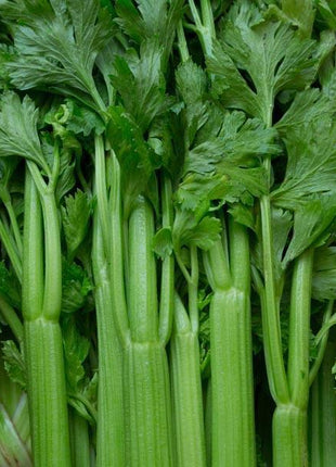 Celery Tango Organic