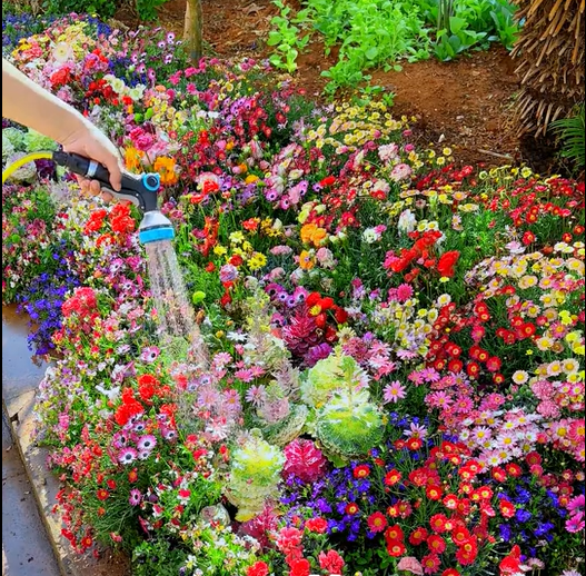 Mixed Perennial Flowers Seeds-Over 80 kinds mixed