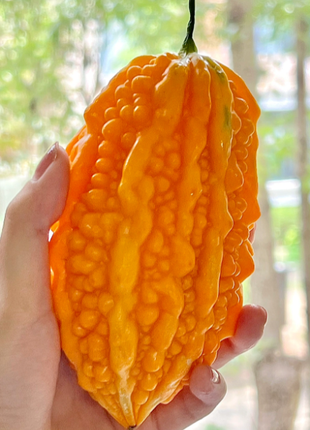 Lai Grape Seeds for Garden Bitter Gourd Seeds