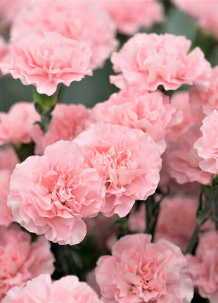 Carnation Seeds - La France