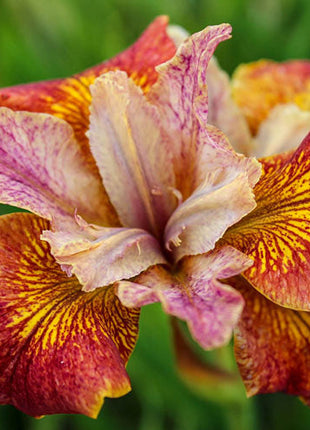 Paprikash Siberian Iris