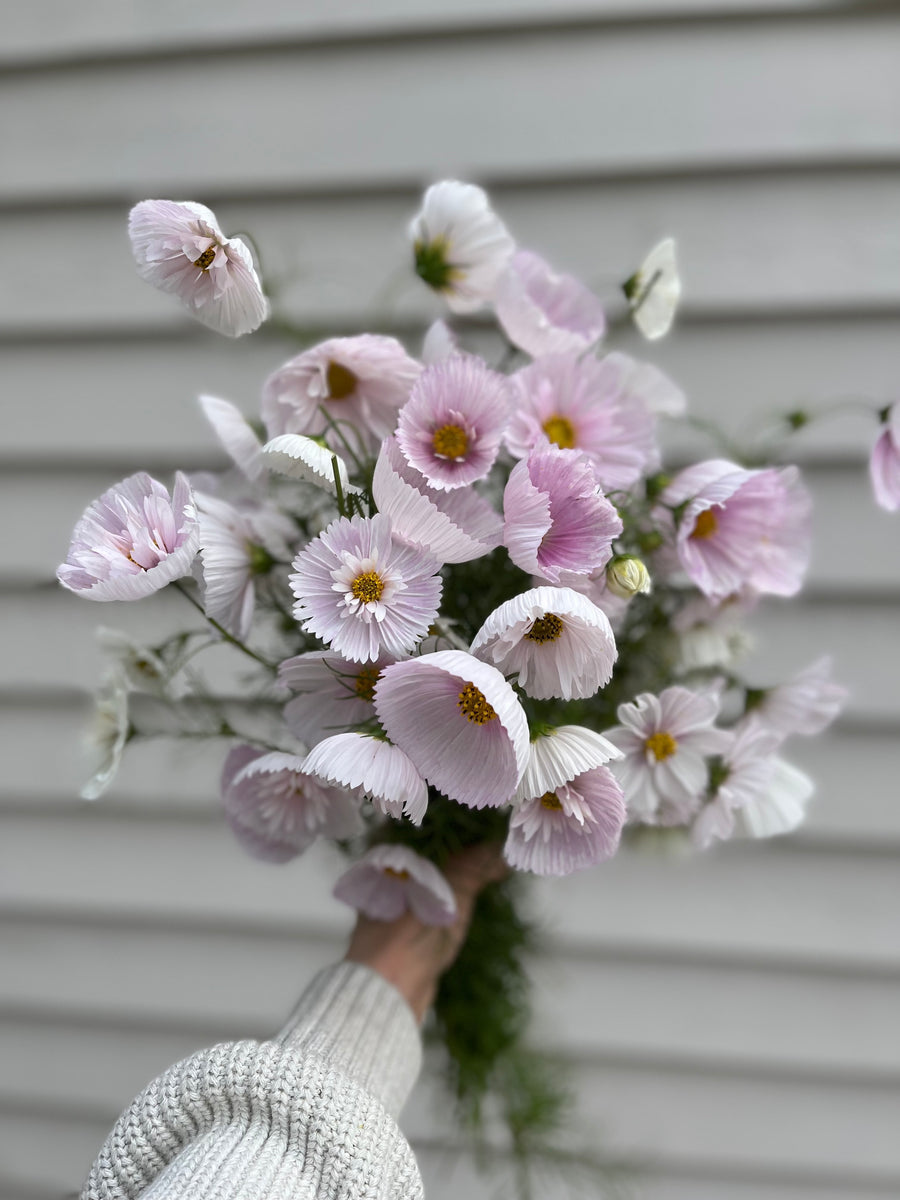 COSMOS CUPCAKE BLUSH FLOWER SEEDS