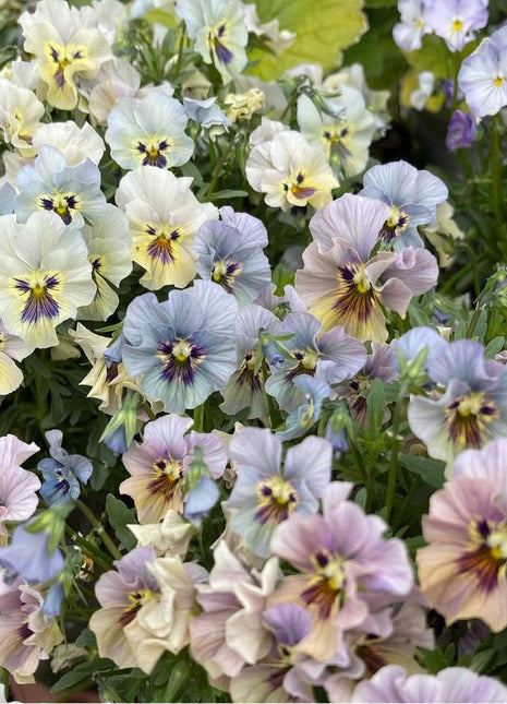 Pansy Giant Fancy Mix Seeds