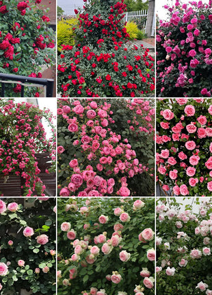 Mixed Angel Climbing Rose Seeds