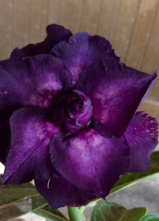 Purple Desert Rose Seeds