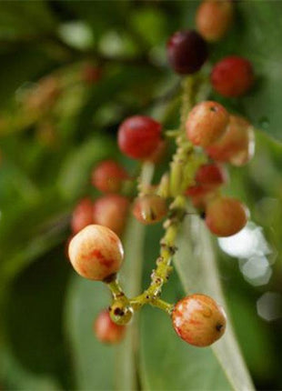 Egrow 50Pcs（100Pcs）/Pack Schisandra Seeds Chinese Magnolia Vine Edible Garden Fruit Tree Seed DIY Plants