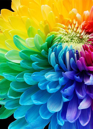 Rare Rainbow Chrysanthemum  Garden Mums Seeds