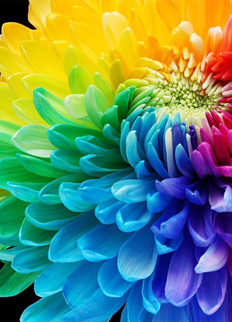 Rare Rainbow Chrysanthemum  Garden Mums Seeds