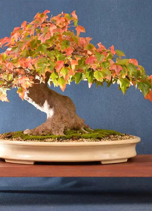30Pcs Bonsai Tree Trident Maple Seeds