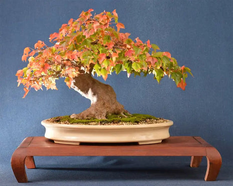 30Pcs Bonsai Tree Trident Maple Seeds