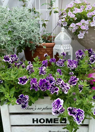 Double Petunia Seeds