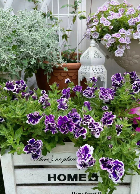 Double Petunia Seeds