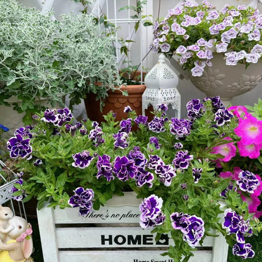 Double Petunia Seeds