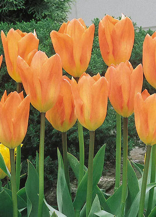 Bonsai Rare Color Tulip Seeds #14
