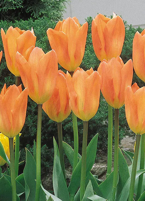 Bonsai Rare Color Tulip Seeds #14