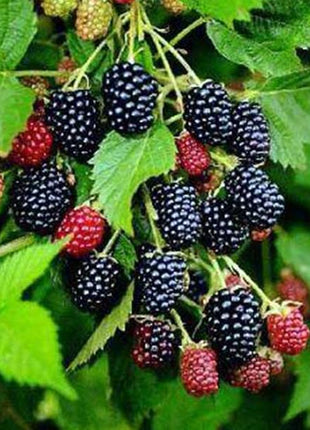 Egrow 50Pcs/Pack Jackfruit Strawberry Seeds Garden Plants Fruit Seeds