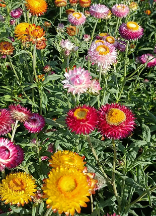 Strawflower Seeds - Swiss Giant Mix