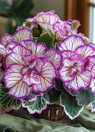 Rare Twin Begonia - Purple and White