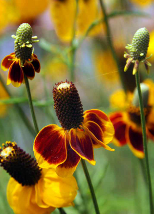 50 Pcs RARE MEXICAN HAT SEEDS