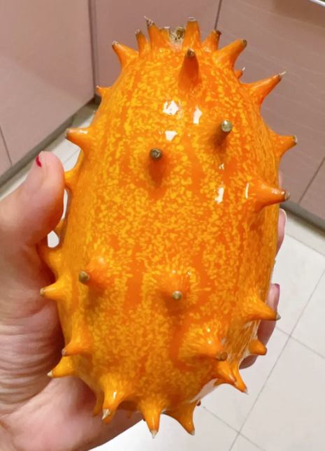 Fire Ginseng Fruit Seeds