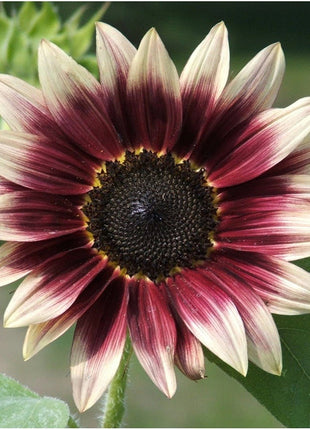 100 Pcs Strawberry Blonde Hybrid Sunflower Seeds