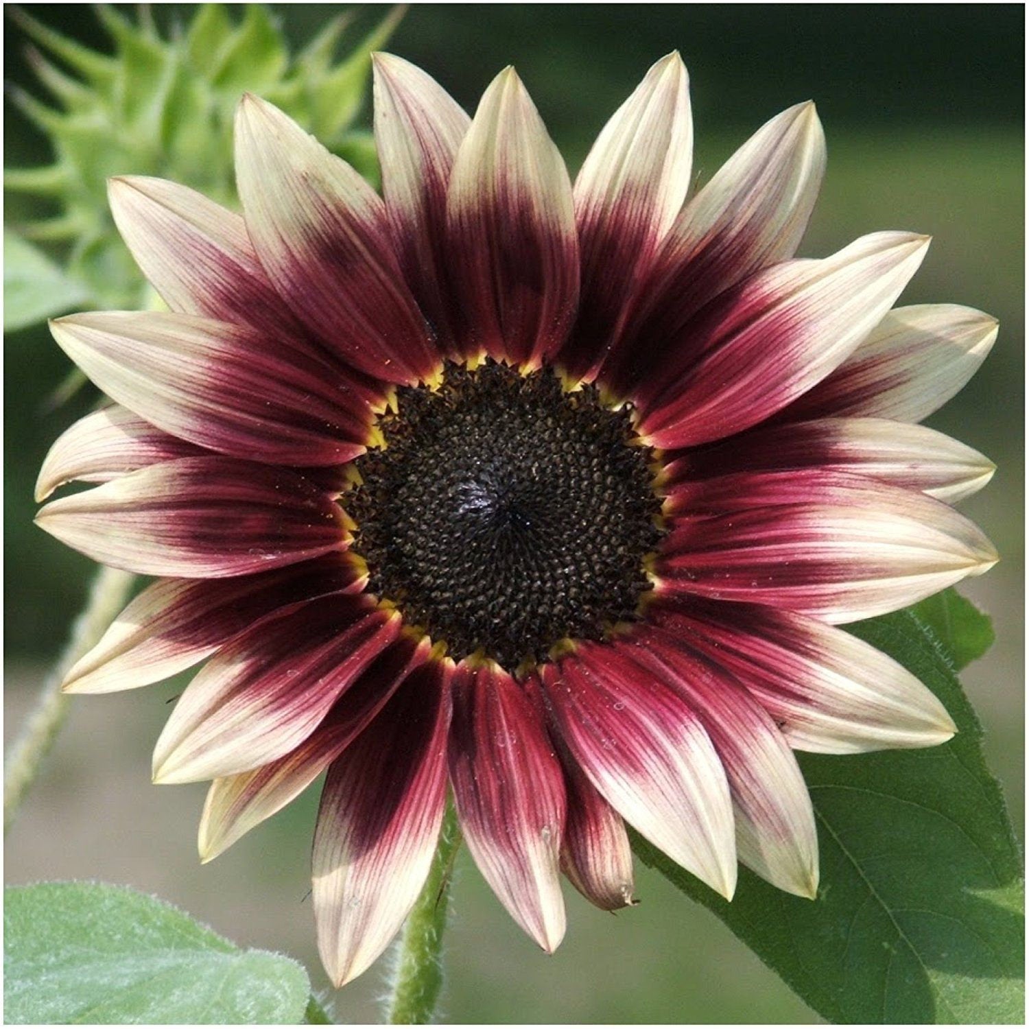 strawberry blonde sunflower seeds australia 100 Pcs Strawberry Blonde Hybrid Sunflower Seeds – MyGarden