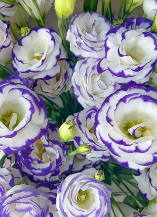 🌺Lisianthus – Sincere Love