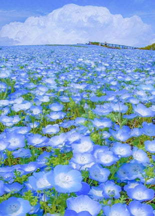 💙Baby-Blue-Eyes Seeds—Sky Color