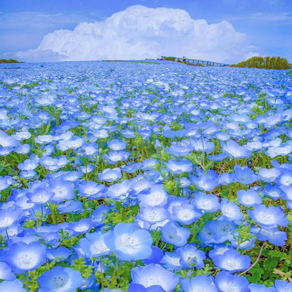 💙Baby-Blue-Eyes Seeds—Sky Color