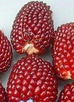 Egrow 50Pcs/Pack Jackfruit Strawberry Seeds Garden Plants Fruit Seeds