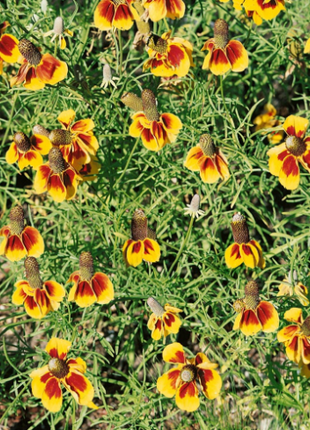 50 Pcs RARE MEXICAN HAT SEEDS