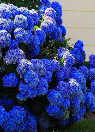 Hydrangea Seed: Unlock Nature's Beauty