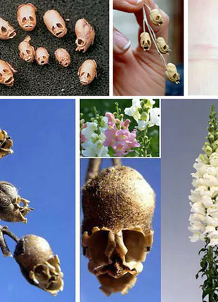 Snapdragon's Skull Flower Custom Mix Seeds