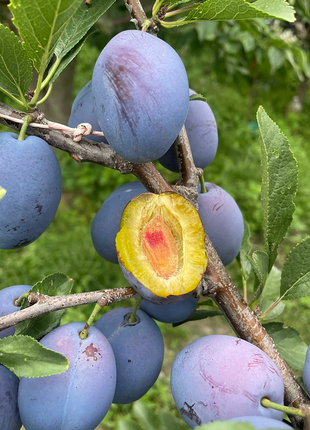 Blue Honey Prune Seeds