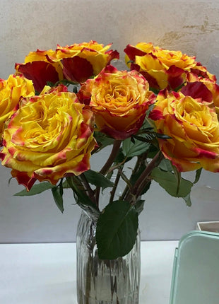 Rare Colorful Rose Plant Seeds for Home Garden