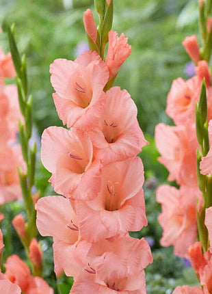 Gladiolus Flower