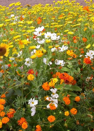 Sunset Mix - Orange, Yellow & White Flower Seed Mix