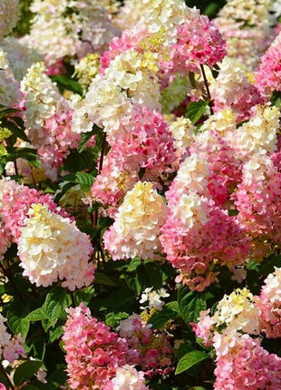 Strawberry Hydrangea Flowers Seeds Mixed Color Plants Home Garden Flower Seeds