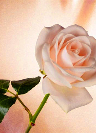 Beautiful Mini Rose Seeds, 100pcs/pack