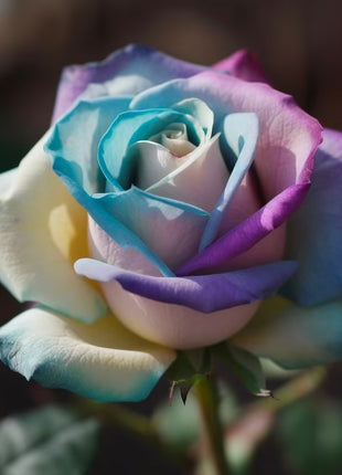 Rare Violet Rose Roses - Seeds