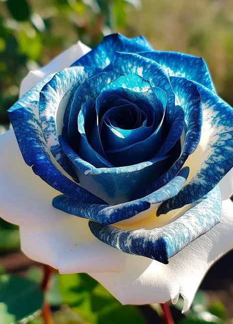 💙Sapphire Gem Twin Roses🤍