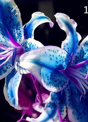 100 PCS Perfume Liliy Seeds Cheap Perfume Lilies Seeds Rare Color Flower Garden Plant