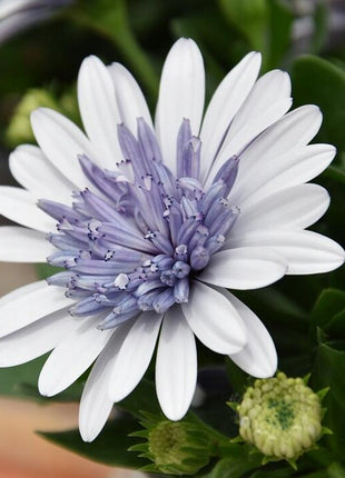 Marigold 'Sky Blue Misty Rain' seeds